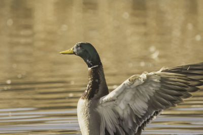 Close-up of mallard duck flapping wings in lake