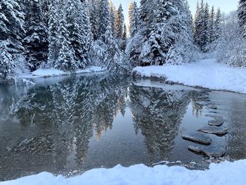 Frozen lake by trees