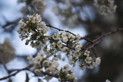 Close-up of cherry blossoms in spring
