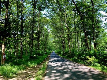 Empty road along trees in forest