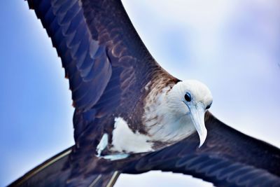 Low angle view of seagull flying against clear sky