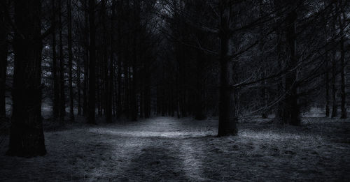 Trees growing in forest