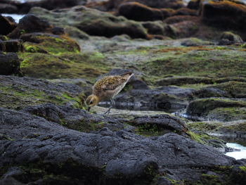Bird on rock