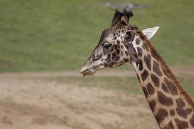 Close-up of giraffe