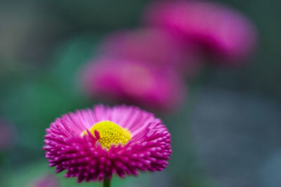 Close-up of pink flower