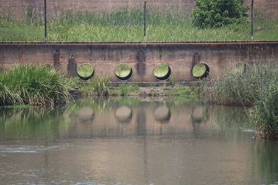 Reflection of tree in lake
