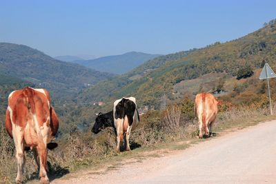 Cows grazing in a field