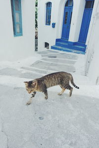 Cat walking amidst buildings
