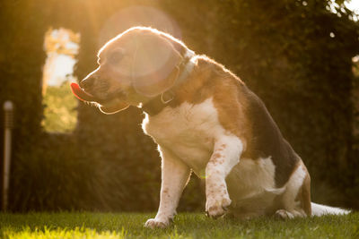 View of a dog looking away