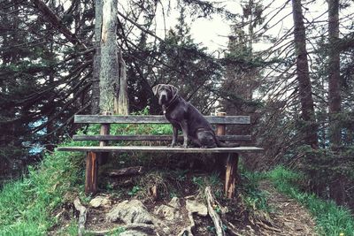 Dog sitting on tree trunk in forest