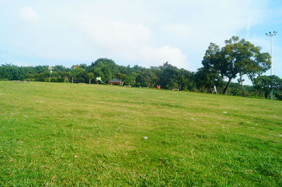 Trees on field against sky