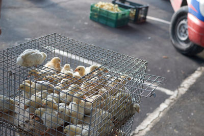 High angle view of birds in cage on street