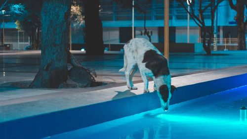 Dog on swimming pool