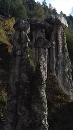 Low angle view of rocks in forest