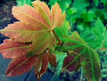 Close-up of autumnal leaves