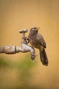 Close-up of bird perching on faucet