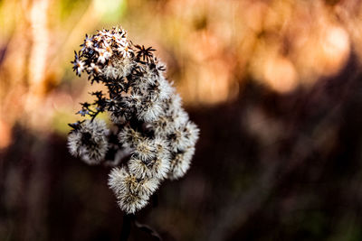 Close-up of insect on plant