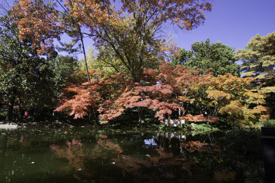 Trees by lake during autumn