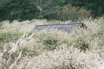 High angle view of plants growing on field