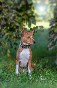 Dog looking away on field