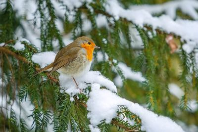Bird perching on snow covered plants during winter