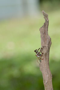 Close-up of insect on tree trunk