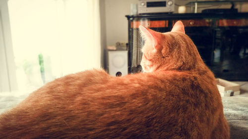 Close-up of ginger cat