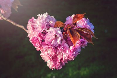 Close-up of butterfly pollinating on pink flowering plant