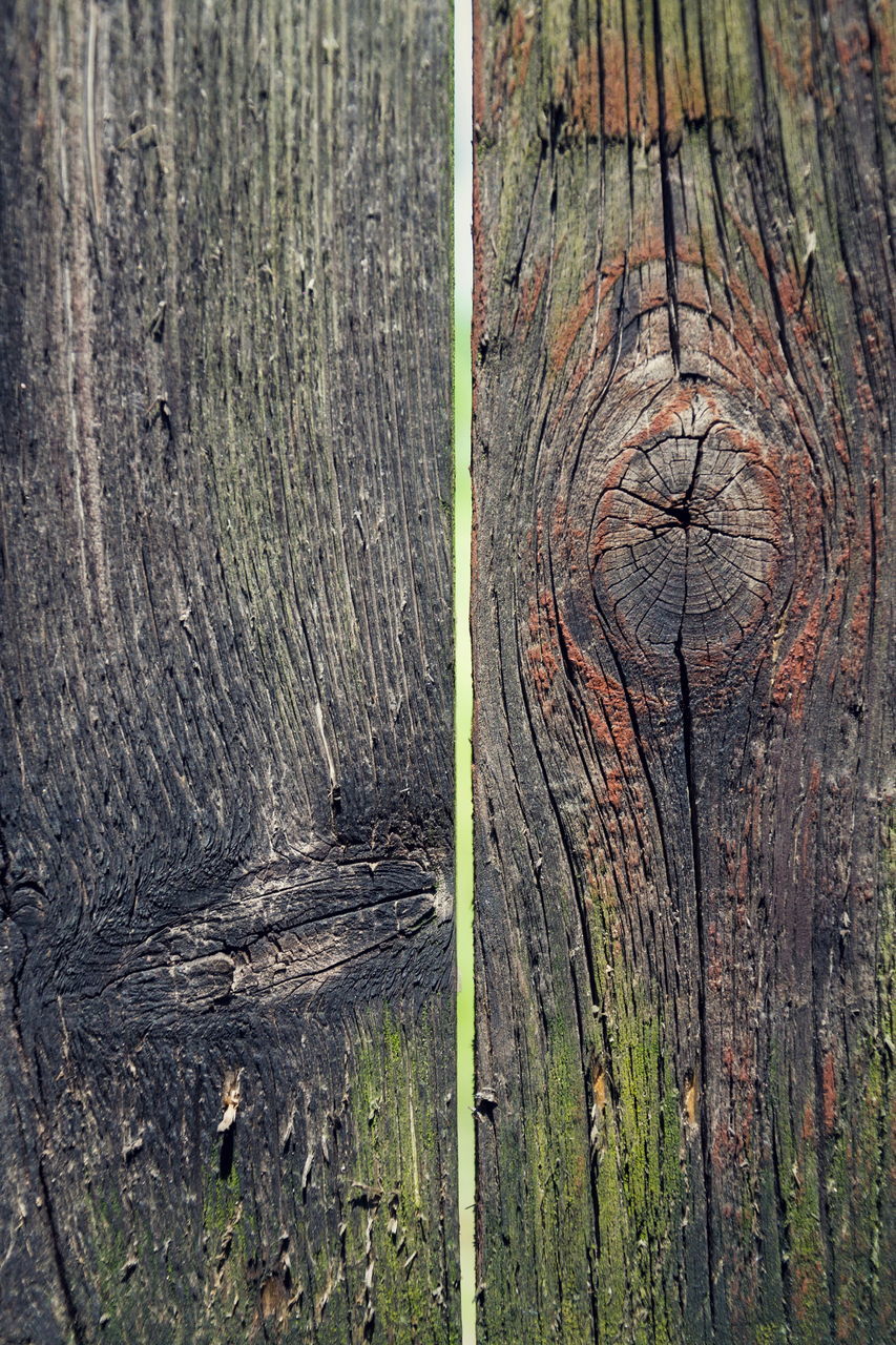 wood, tree, textured, trunk, leaf, no people, full frame, backgrounds, plant, close-up, nature, day, green, rough, pattern, tree trunk, bark, outdoors, soil, plank, branch, tree stump, forest, cracked, wood grain, weathered, old, timber