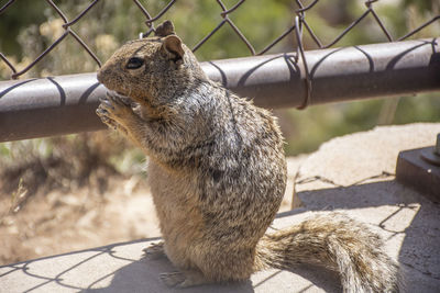 Close-up of squirrel