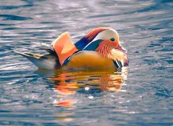 Duck swimming in lake