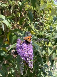 Close-up of butterfly pollinating on purple flower