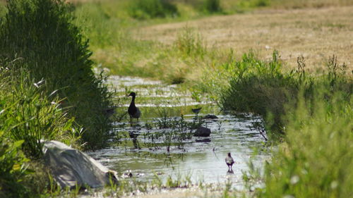 Ducks in water