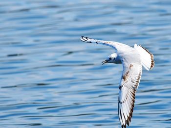 Seagull flying over sea