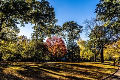 Trees on field against sky during autumn