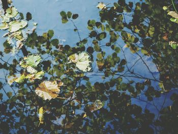 Close-up of plant against water