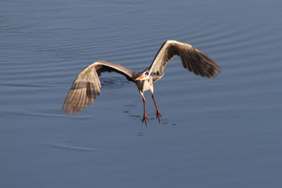 Bird flying over lake