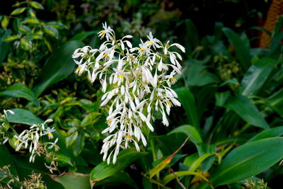 Close-up of white flowering plant