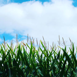 Close-up of stalks in field against sky