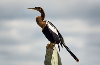 Close-up of bird perching on wooden post