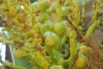 Close-up of fruits growing on tree