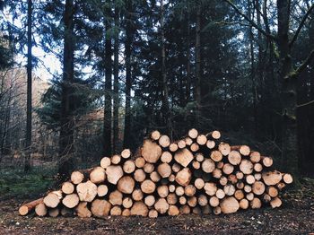 Stack of logs against trees at forest