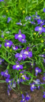 Close-up of purple flowering plants