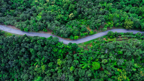 High angle view of road amidst plants
