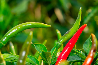 Close-up of red chili pepper plant