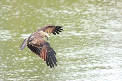 Close-up of bird in water