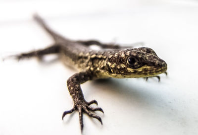 Close-up of lizard