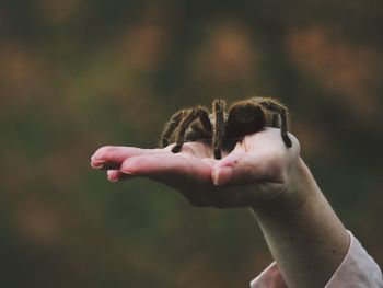 Cropped hand holding spider