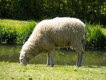 Sheep grazing in a field