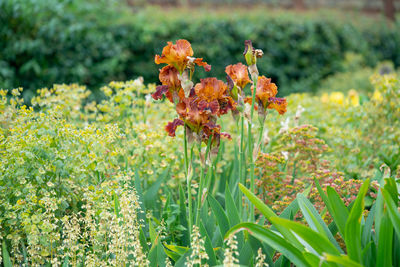 Close-up of flowering plant on field